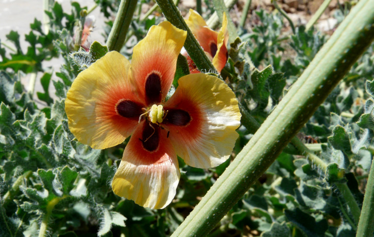 Glaucium corniculatum (L.) RUDOLPH subsp. corniculatum