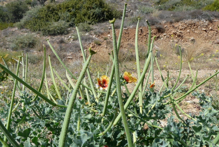 Glaucium corniculatum (L.) RUDOLPH subsp. corniculatum