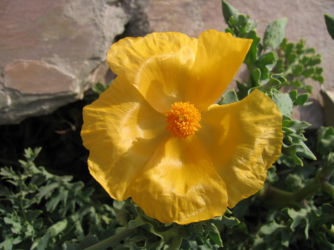 Glaucium flavum CRANTZ