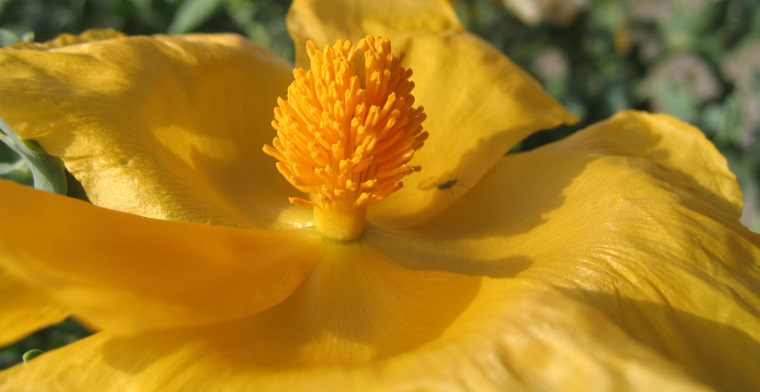 Glaucium flavum CRANTZ