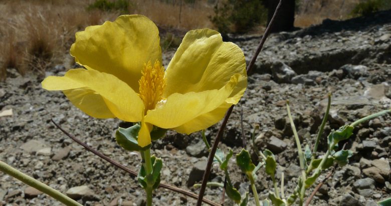 Glaucium flavum CRANTZ