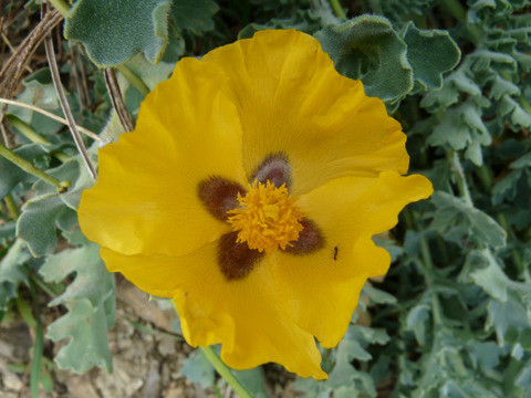 Glaucium flavum CRANTZ