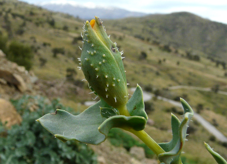 Glaucium flavum CRANTZ