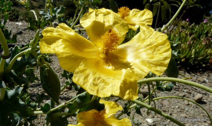 Glaucium flavum CRANTZ