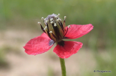 Papaver hybridum L.