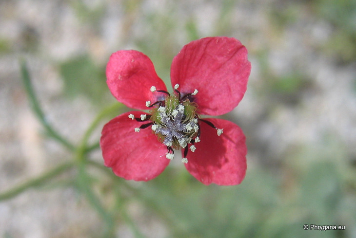 Papaver hybridum L.