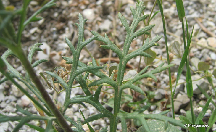 Papaver hybridum L.