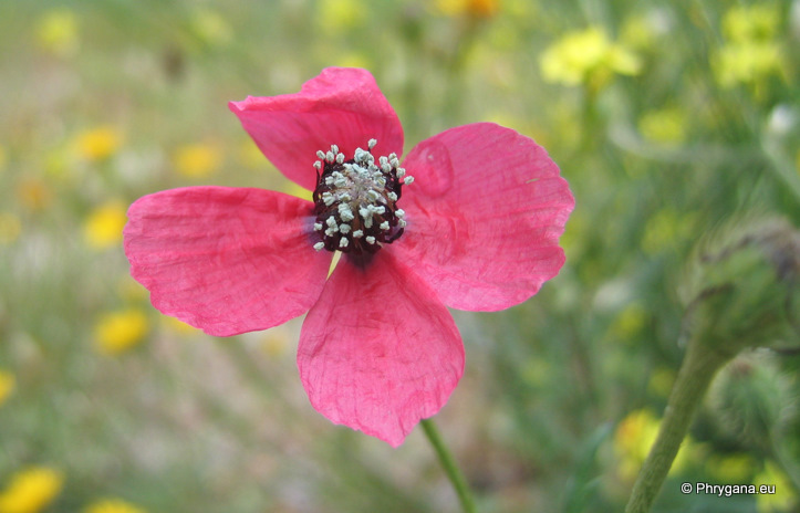 Papaver hybridum L.