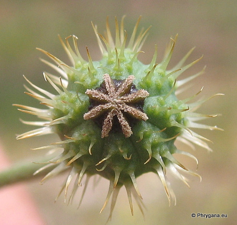 Papaver hybridum L.