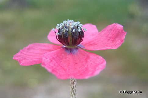 Papaver hybridum L.