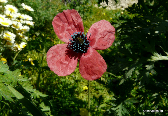 Papaver hybridum L.