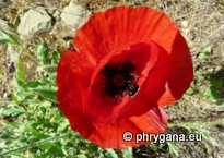 Papaver rhoeas L.