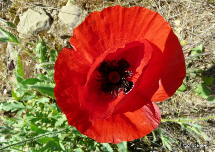 Papaver rhoeas L.