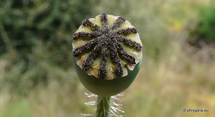 Papaver rhoeas L.