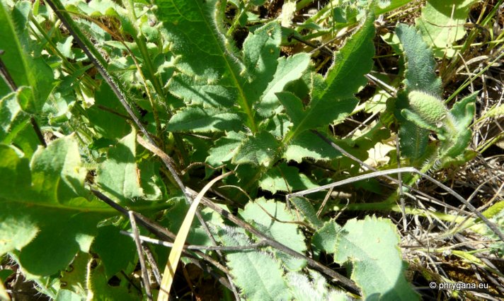 Papaver rhoeas L.