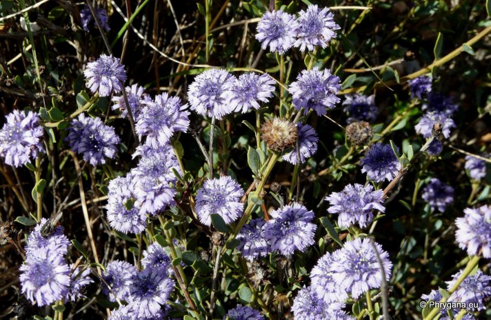 Globularia alypum L.