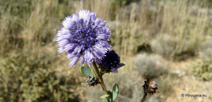 Globularia alypum L.