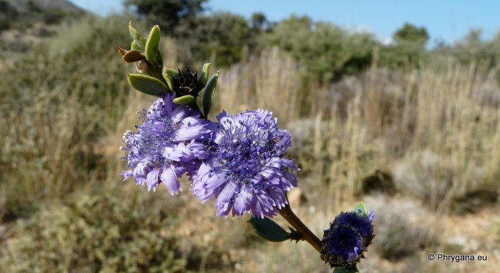 Globularia alypum L.