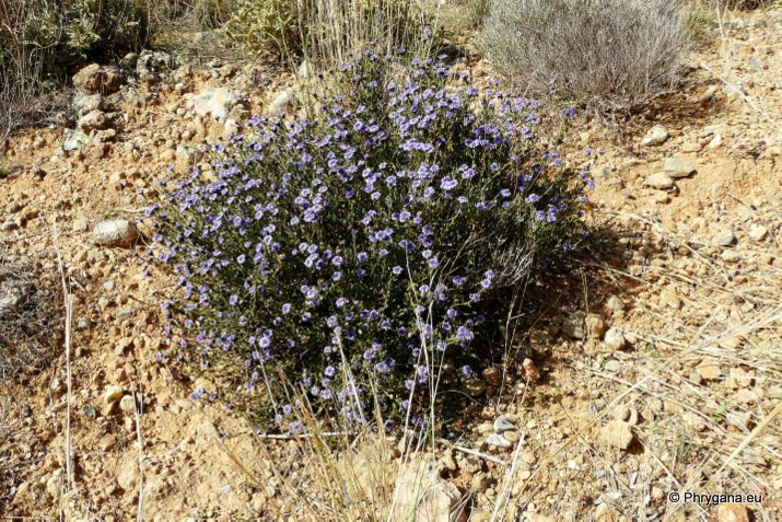 Globularia alypum L.