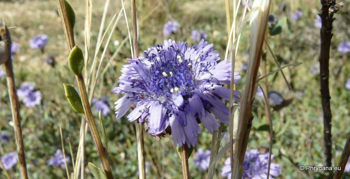 Globularia alypum L.