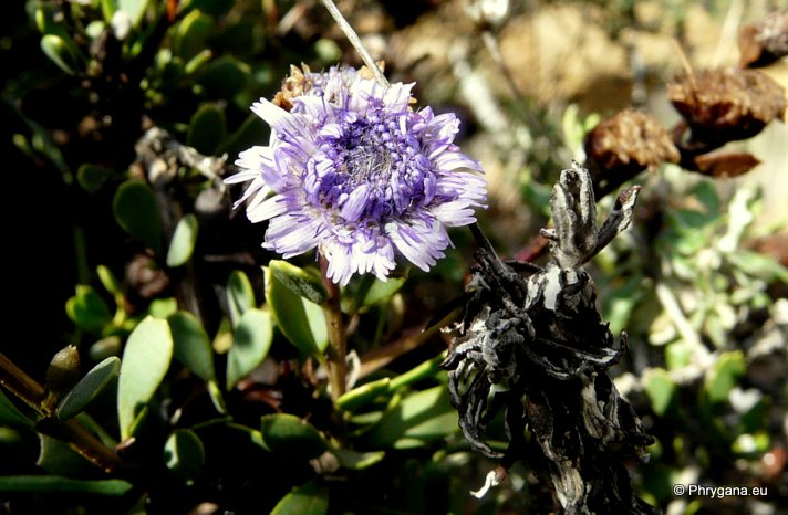 Globularia alypum L.