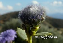 Globularia alypum L.