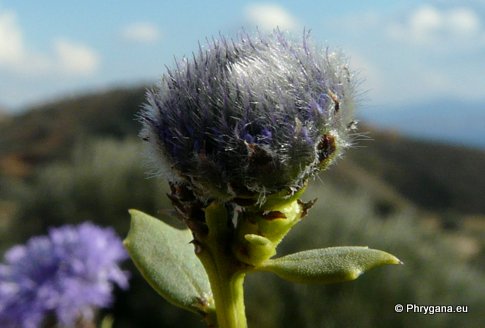 Globularia alypum L.