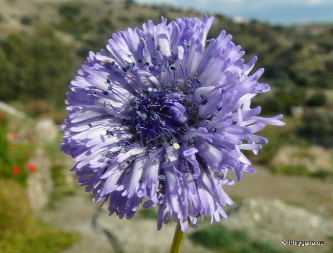 Globularia alypum L.