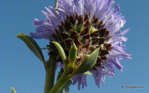 Globularia alypum L.