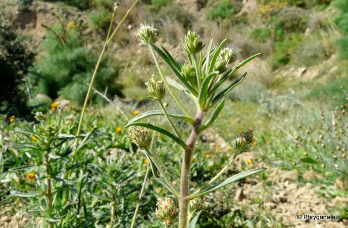 Plantago afra L.