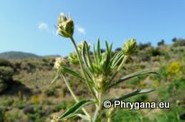 Plantago afra L.