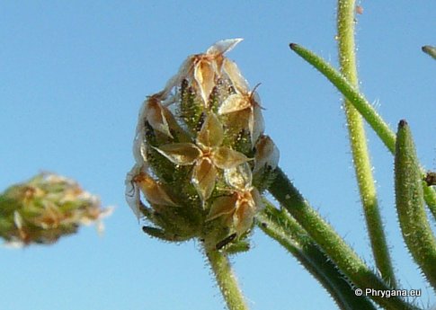 Plantago afra L.