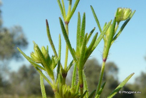 Plantago afra L.