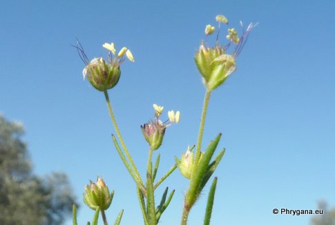 Plantago afra L.