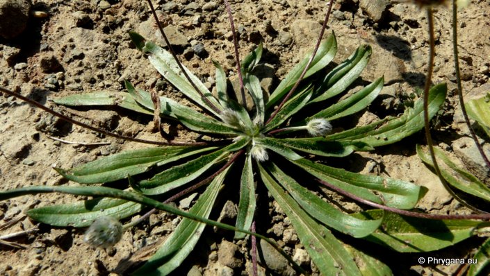 Plantago lagopus L. subsp. lagopus