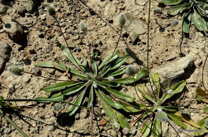 Plantago lagopus L. subsp. lagopus