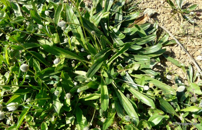 Plantago lagopus L. subsp. lagopus