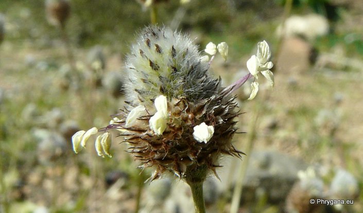 Plantago lagopus L. subsp. lagopus