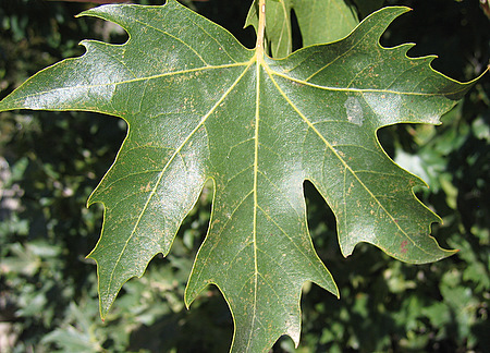 Platanus orientalis  L.