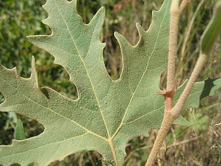 Platanus orientalis  L.