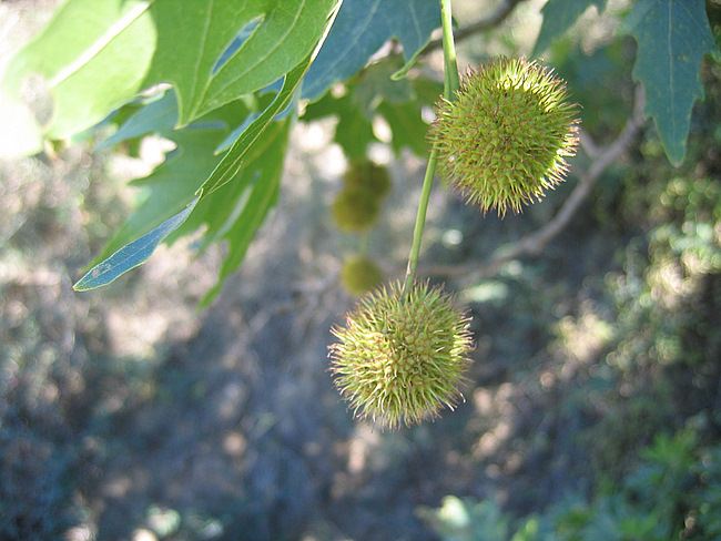 Platanus orientalis  L.