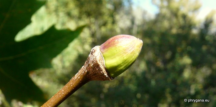 Platanus orientalis  L.