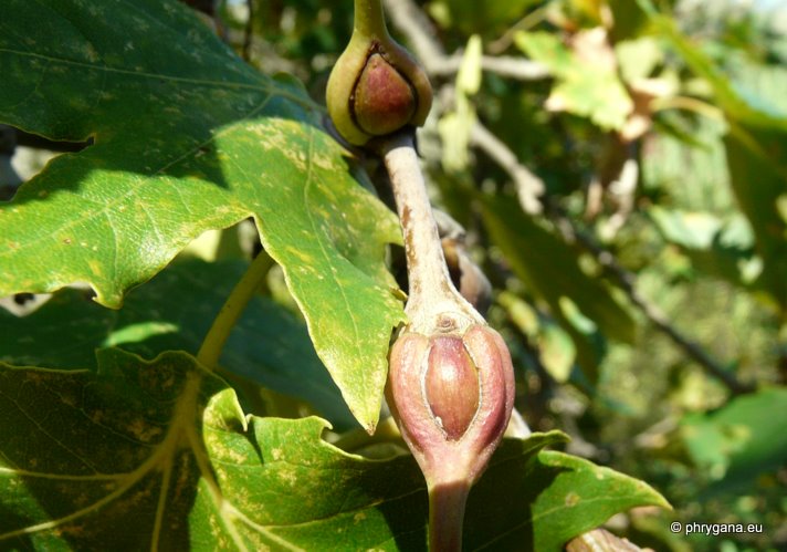 Platanus orientalis  L.