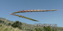 Andropogon distachyos L.