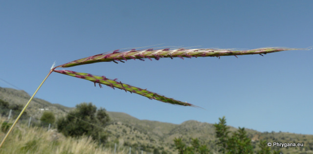 Andropogon distachyos L.