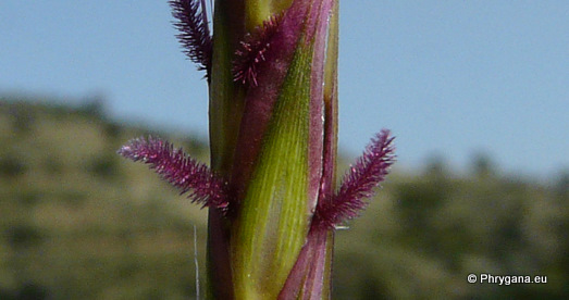 Andropogon distachyos L.