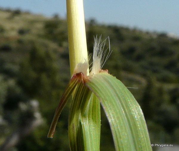 Andropogon distachyos L.