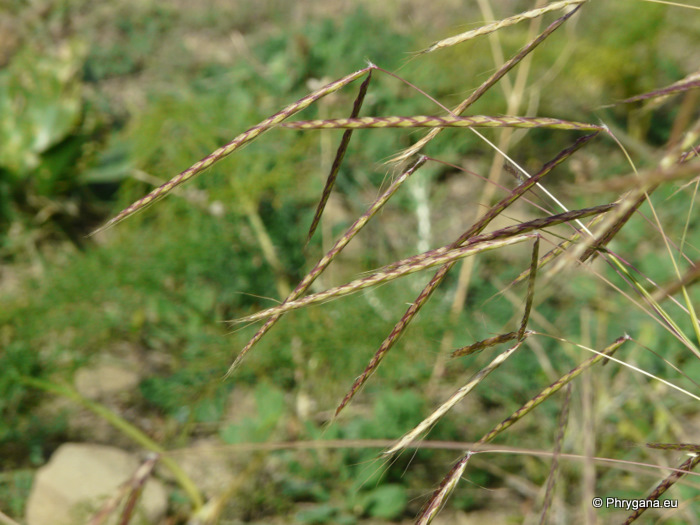 Andropogon distachyos L.