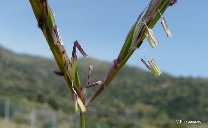 Andropogon distachyos L.