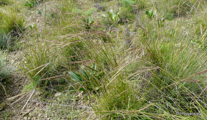 Andropogon distachyos L.